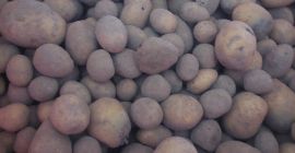 Disponemos de patatas forrajeras a la venta. Clasificados, secos.