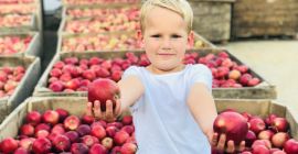¡¡¡Venderé 30 toneladas de Jonagored!!! Las manzanas son bonitas,