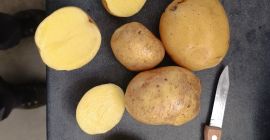 Patatas maya, gala de alta calidad. Cultivadas con cuidado,