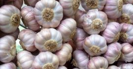 Tenemos Hajos de 3 tipos 1- Ajo morado origine