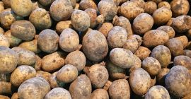 Vendo patatas de desecho, patatas forrajeras, gala, a granel,