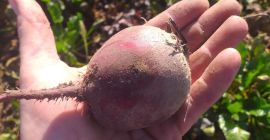Vendo remolacha roja sangre de una pequeña finca, aproximadamente