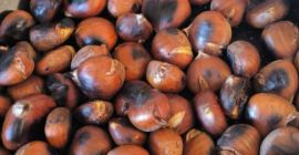 Vendo castañas del Bierzo de cosecha propia ECOLÓGICAS sin