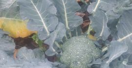 Floretes o para germinación.