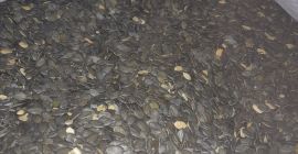 Hola vendo calabaza sin cáscara de 2.2t