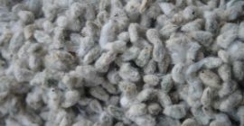 SEMILLA DE ALGODÓN EN VENTA PARA ALIMENTACIÓN ANIMAL. TORTA