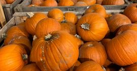 Calabaza de Halloween Disponible inmediatamente 17 toneladas. Embalado en
