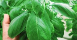 Albahaca fresca y de alta calidad, la cultivamos en