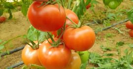 Disponemos de un producto de tomate de alta calidad