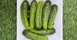Pepino único de la variedad Pepinillo Europeo con un