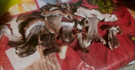 Vendo boletus secos 100% sanos, solo jóvenes, la mayoría