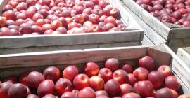 Vendemos manzanas de las siguientes variedades: Golden Delicious, Fuji,