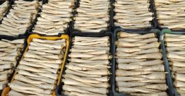 Mi nombre es Gabriella Bíró, de Hungría, de Makó.