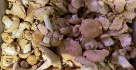 Se vende angula de monte,9 euroa kilo,zona Galicia