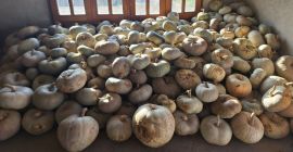 Se venden calabazas blancas. El precio es de 60