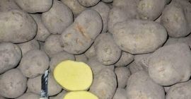 Patatas SORAYA Ofrecemos patatas SORAYA de alta calidad, directamente