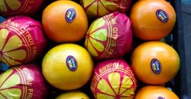 Naranjas Navel y Valencia Telescópicas y de tapa abierta,