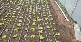 Próximamente llegará la ensalada verde de la variedad génesis.