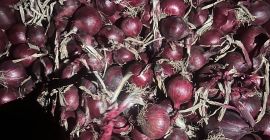 Tengo a la venta cebollas moradas, aptas para envasar