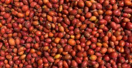 Vendo escaramujos congelados, clase B, en condiciones DAP, embalaje