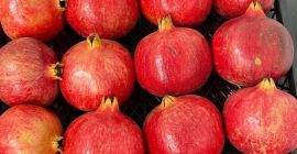 Variedad: bala-myursal Optar desde 100kg