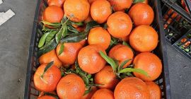 Mandarina España entrada fresca!! Precio atractivo, productos hermosos Colección