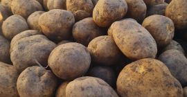Podemos ofrecer papas amarillas y rojas. Podemos discutir las