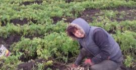 El perejil de la variedad Arat es sabroso, se