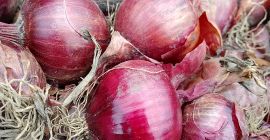 Se vende cebolla morada
