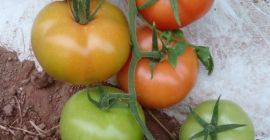 Tomates de alta calidad de Marruecos. Conocidos por su