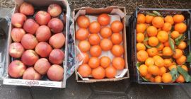 Mandarinas al por mayor de Grecia, dos palés, casetes