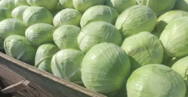 Compraremos repollo blanco en Psemusl.