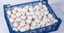 Venta de champiñones blancos [número de teléfono]