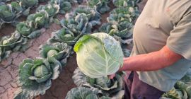 FIA GOGOT FRUIT OFRECE CALIDAD SUPERIOR EN LA PRODUCCIÓN