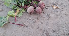 Se vende remolacha variedad Wodan, precio negociable, lista para
