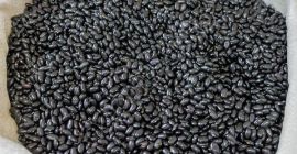Frijoles negros para platos de frijoles Año de cosecha: