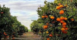 Naranjas frescas y deliciosas directamente desde Tortosa ¿Buscas las