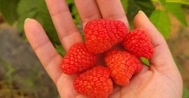 Variedades excepcionales: Ofrecemos la variedad Adelita y otra variedad
