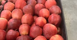 Vendemos manzanas de diferentes variedades a diferentes precios. Precio