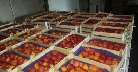 Manzanas frescas directamente del fabricante Nuestra oferta incluye: •