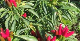 En venta Piri-Piri picanto, disponible después del 15 de