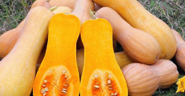 Producimos calabazas ecológicas (con certificado orgánico). 4 variedades: Butternut,