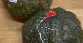 Calabazas Delica, producto fresco.