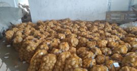 Somos productores de patatas de Turquía. Patatas de 1ª