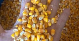 1. Product: YELLOW CORN 2. Origin: ARGENTINA 3. Specification: