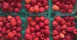 Hola, producimos frambuesas de túnel, grosellas rojas, arándanos, tenemos