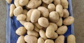 Patata Spunta de calibre grande (también disponible en tamaño