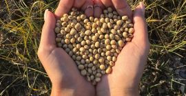 La semilla de soja es la más común entre