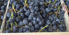 Poseo más de 70 toneladas de uvas negras de