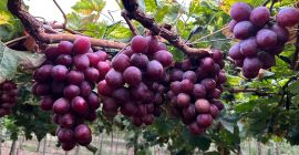 Venta de Uva Red Globe para Exportación - Piura,